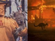 The Impacts of Australia’s Wildfire
