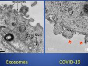 Dr. Kaufman explains Why COVID-19 Does Not Exist
