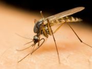 Millions of Genetically Engineered Mosquitoes Approved to be released in Florida and California