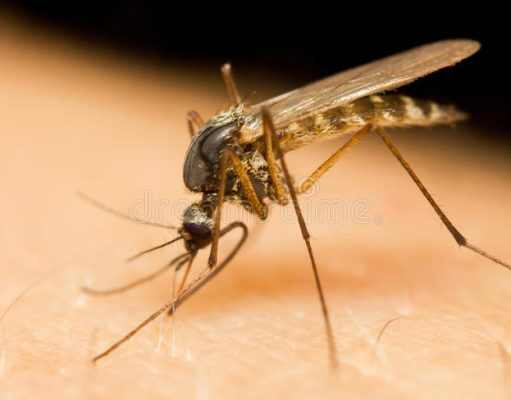 Millions of Genetically Engineered Mosquitoes Approved to be released in Florida and California