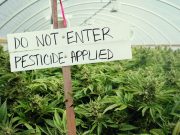 Pesticides in Marijuana