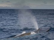 The Return of the Blue Whales