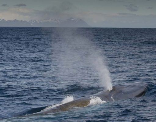 The Return of the Blue Whales
