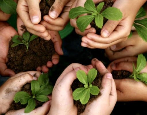 Gardening as Mental Health Therapy