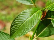 Kratom for Managing Chronic Pain and Depression Safely