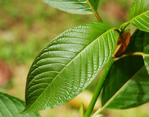 Kratom for Managing Chronic Pain and Depression Safely