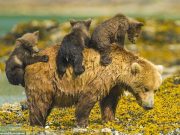 Reasons Not to Believe the “Extinction Prediction”