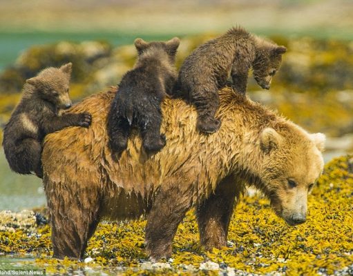 Reasons Not to Believe the “Extinction Prediction”