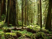 Why Trees are Very Important