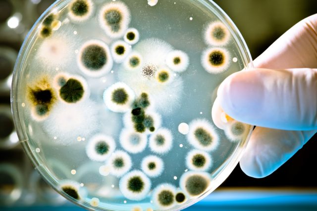 bacteria-1
