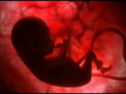 Bioethics, Genomics, and Fetal Cell Lines (HEK-293)