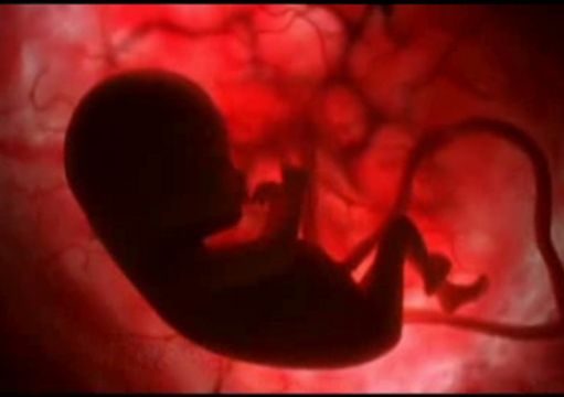 Bioethics, Genomics, and Fetal Cell Lines (HEK-293)