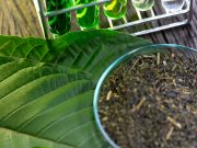 Kratom: The Amazing Benefits and Some Risks