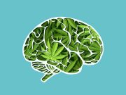 Studies on the Negative Effects of Marijuana Abuse