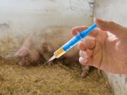 US Government Plans to Approve mRNA-based Vaccine for Pigs and Cows this Month