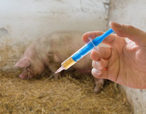 US Government Plans to Approve mRNA-based Vaccine for Pigs and Cows this Month